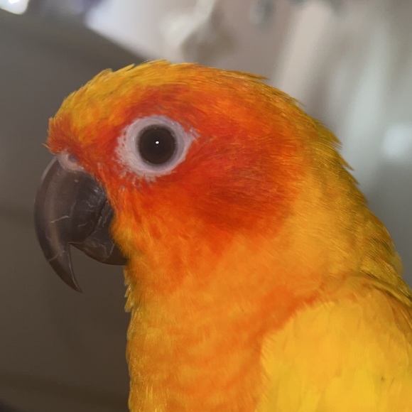 supersunconure